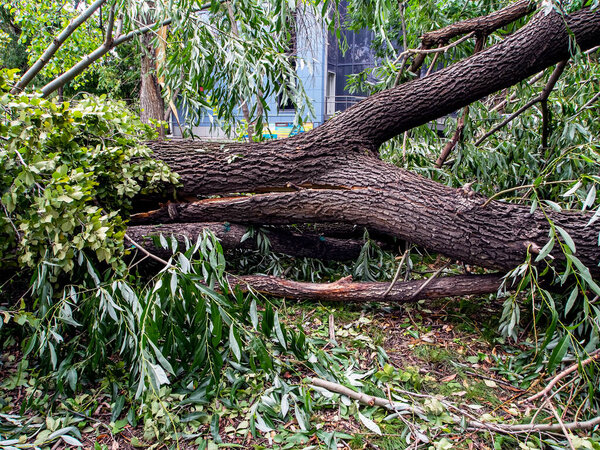 split in half trunk of a broken tree during a strong wind in the city of Chelyabinsk, southern Urals