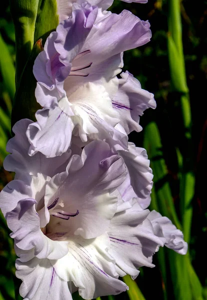 Finom Friss Fény Lila Gladiolus Kertben Megvilágított Nap Makró — Stock Fotó