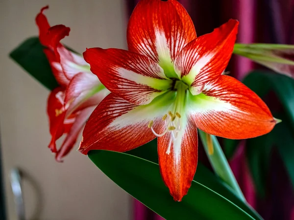 Red Flower Latin Name Hippeastrum Blooms Windowsill Blurred Background — Stock Photo, Image