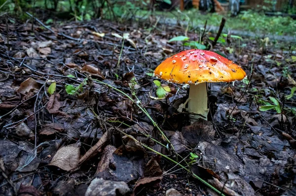 Oneetbare Paddenstoel Met Latijnse Naam Amanita Muscaria Wordt Gebruikt Volksgeneeskunde — Stockfoto