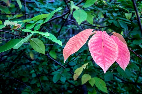 Rote Herbstblätter Auf Einem Busch Zwischen Noch Grünen Blättern — Stockfoto