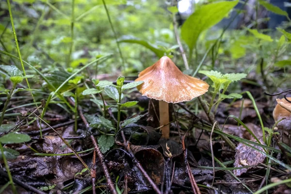 Pequeño Hongo Comestible Bosque Entre Hojas Caídas Crudas Hierba — Foto de Stock