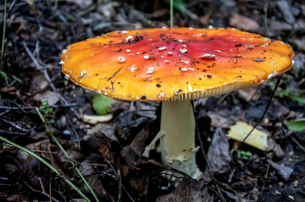 Der Ungenießbare Pilz Mit Dem Lateinischen Namen Amanita Muscaria Wird — Stockfoto