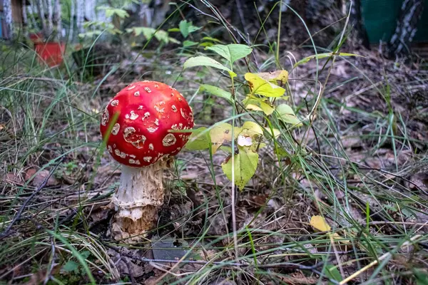 Oätlig svamp med det latinska namnet Amanita muscaria — Stockfoto