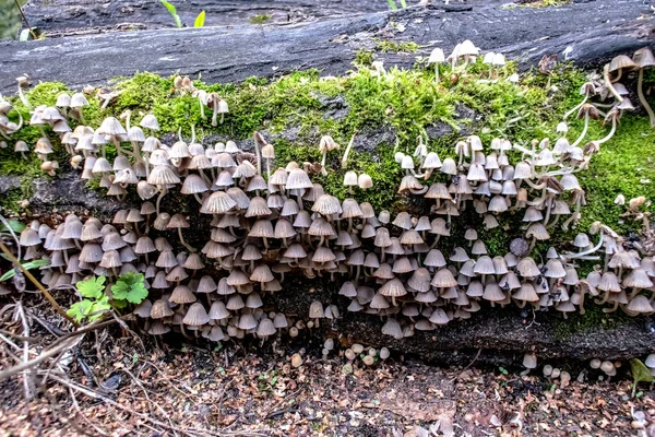 Duża kolonia niejadalnych grzybów rosnących w pobliżu źródła wody — Zdjęcie stockowe