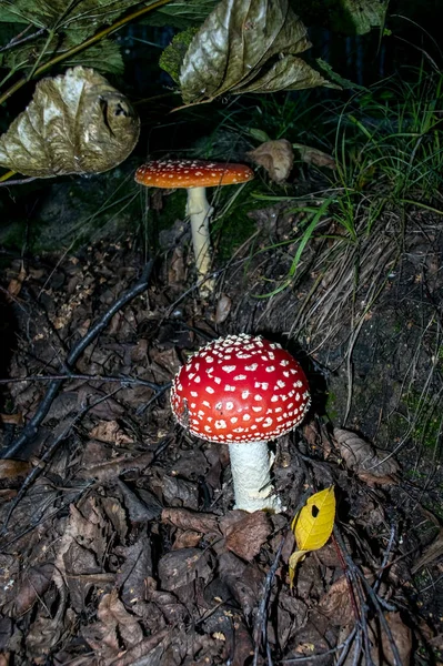 具有拉丁文名字Amanita muscaria的不可食用蘑菇 — 图库照片