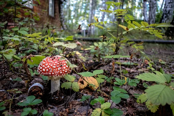 Oneetbare paddenstoel met de Latijnse naam Amanita muscaria — Stockfoto