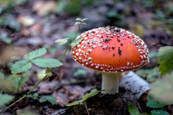 Nepoživatelná houba s latinským názvem Amanita muscaria — Stock fotografie