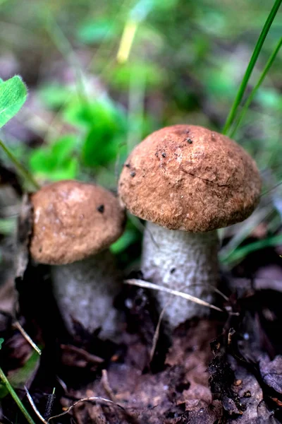 Молодые съедобные грибы с латинским названием Leccinum scabrum, макрос, узкая зона фокусировки — стоковое фото