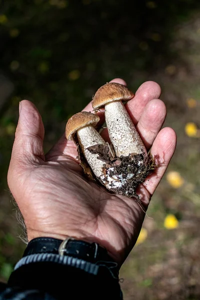 Ätbara svampar med det latinska namnet Leccinum scabrum på en persons hand — Stockfoto