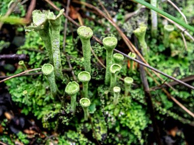 Latince adı Cladonia yaprağı olan güzel bir liken elflerin halk dilindeki kadehleri güney Urallar 'ın ormanlarında yetişir.