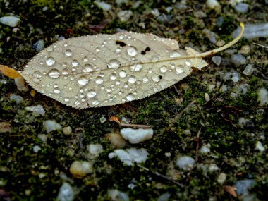 Kumda yatan sarı yaprağın üzerindeki sabah çiyleri, makro, dar odak alanı