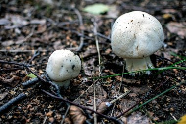 Latince adı Agaricus olan yenebilir mantarlar ormanda çimenlerin arasında yetişir.