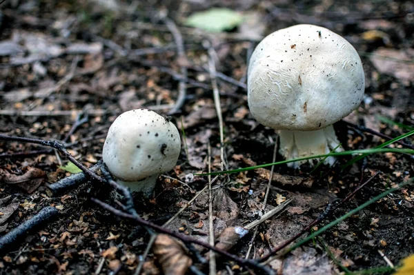 Cogumelos Comestíveis Jovens Com Nome Latino Agaricus Campestris Crescem Floresta — Fotografia de Stock