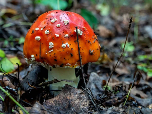 Amanita Muscaria Latin Névvel Ellátott Ehetetlen Gombát Népgyógyászatban Használják — Stock Fotó