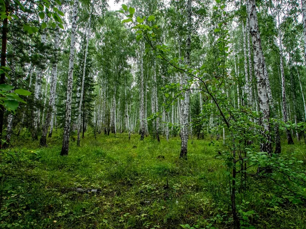 Nyir Borovi Vegyes Erdő Nyáron Déli Ural Erdő — Stock Fotó