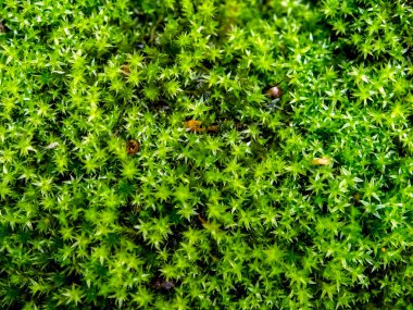 Ağaçların altında yeşil orman yosun dokusu, makro, dar odak alanı