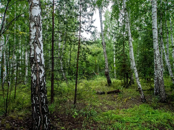 Forêt Mixte Bouleaux Pins Été Forêt Sud Oural — Photo