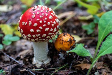 Halk tıbbında Latince adı Amanita olan yenilemez mantar kullanılır.