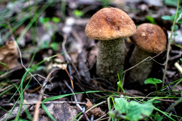 ラテン語名の Leccinum Scabrum を持つ若い食用キノコは 草や落ち葉 マクロ 狭い焦点ゾーンの間で成長します — ストック写真