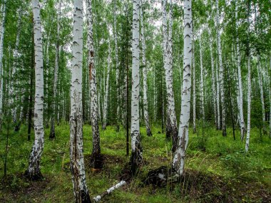 huş ağacı ve çam ağaçları yazın, Güney Ural Ormanı