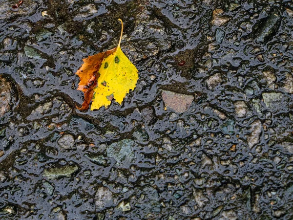Geel Herfstberkenblad Nat Asfalt Regen Herfst — Stockfoto