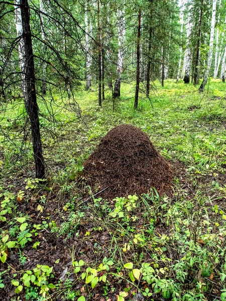 Grande Fourmilière Dans Une Forêt Mixte Parmi Les Arbres Sud — Photo