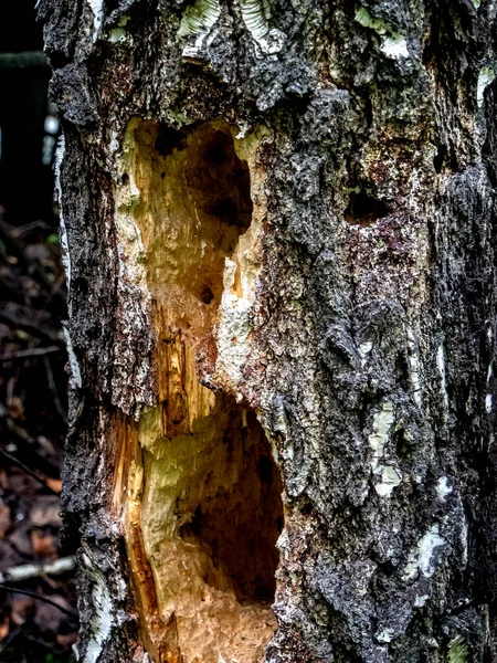 hollows and holes in an old tree in the forest, traces of woodpecker work on the tree