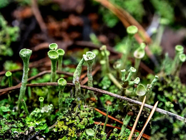 Líquen Bonito Com Nome Latino Cladonia Foliacea Taças Nome Popular — Fotografia de Stock