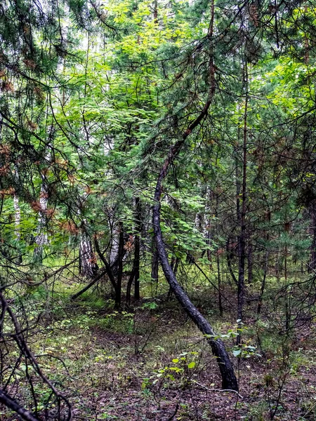 混合林内の若い松の木の奇妙な湾曲した幹 南ウラル — ストック写真