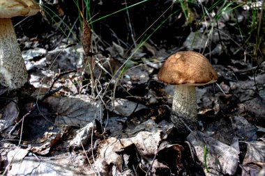Latince adı Leccinum scabrum olan yenebilir mantarlar çimenler ve düşen yapraklar arasında büyür.