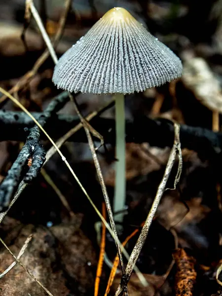 Kleine Ungenießbare Pilze Wie Regenschirme Wald Zwischen Gras Und Abgefallenen — Stockfoto