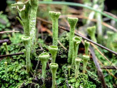 Latince adı Cladonia yaprağı olan güzel bir liken elflerin halk dilindeki kadehleri güney Urallar 'ın ormanlarında yetişir.