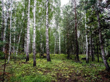 huş ağacı ve çam ağaçları yazın, Güney Ural Ormanı