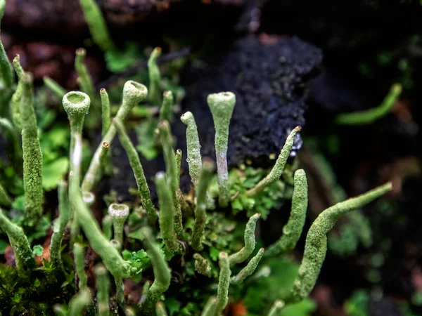 Latince adı Cladonia yaprağı olan güzel bir liken elflerin halk dilindeki kadehleri güney Urallar 'ın ormanlarında yetişir.