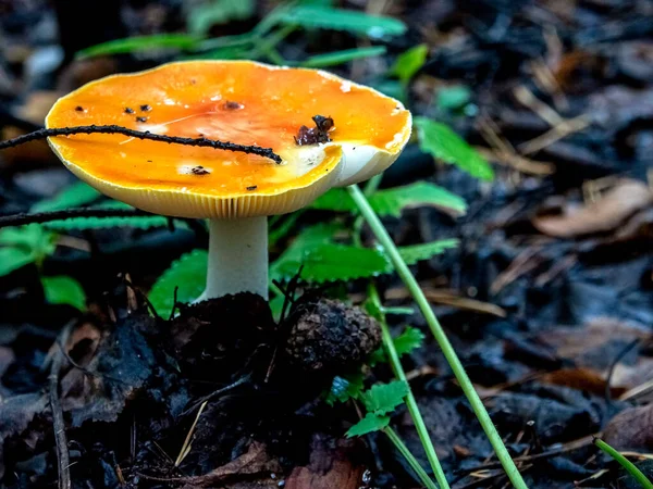Fly Agaric Hat Form Saucer Rainwater Autumn Forest — Stock Photo, Image