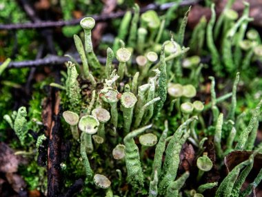 Latince adı Cladonia yaprağı olan güzel bir liken elflerin halk dilindeki kadehleri güney Urallar 'ın ormanlarında yetişir.