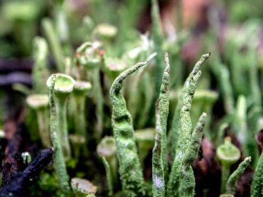 Latince adı Cladonia yaprağı olan güzel bir liken elflerin halk dilindeki kadehleri güney Urallar 'ın ormanlarında yetişir.