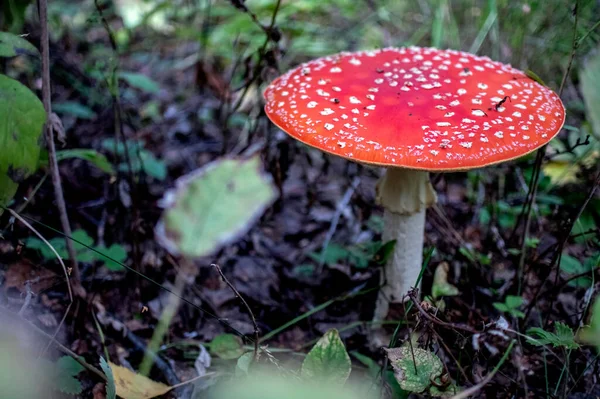 Oneetbare Paddenstoel Met Latijnse Naam Amanita Muscaria Wordt Gebruikt Volksgeneeskunde — Stockfoto