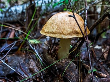 Latince adı Leccinum scabrum olan yenilebilir mantarlar dökülen yapraklar, makro ve dar odak noktaları arasında yetişir.
