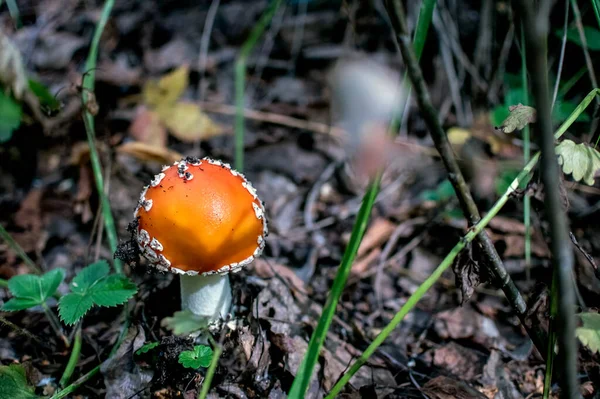 Amanita Muscaria Latin Névvel Ellátott Ehetetlen Gombát Népgyógyászatban Használják — Stock Fotó