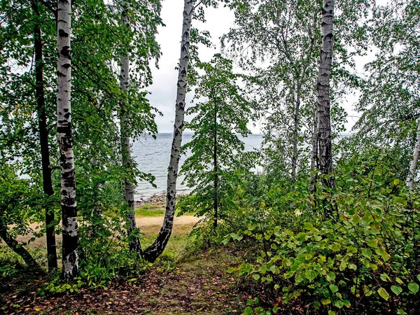 Forêt Mixte Légère Sur Rive Lac Uvildy Sud Oural — Photo