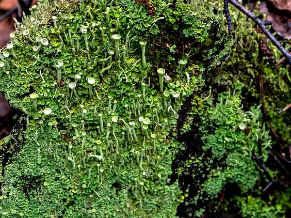 라틴어 Cladonia Foliacea 느릅나무의 이름이 아름다운 이끼는 우랄의 그루터기에서 자란다 — 스톡 사진