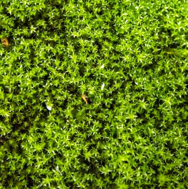 Ağaçların altında yeşil orman yosun dokusu, makro, dar odak alanı