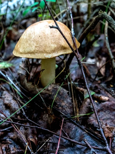 Cogumelos Comestíveis Com Nome Latino Leccinum Scabrum Crescem Entre Folhas — Fotografia de Stock