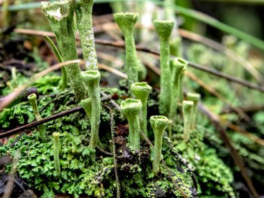 Latince adı Cladonia yaprağı olan güzel bir liken elflerin halk dilindeki kadehleri güney Urallar 'ın ormanlarında yetişir.