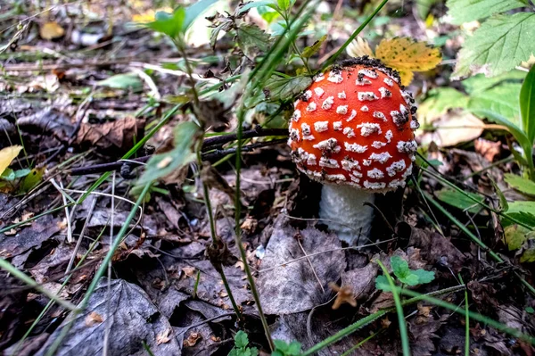 Hongo Comestible Con Nombre Latino Amanita Muscaria Utiliza Medicina Popular — Foto de Stock