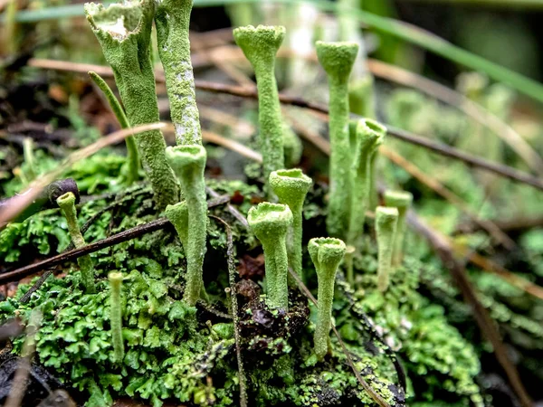 Hermoso Liquen Con Nombre Latino Cladonia Foliacea Copas Nombre Popular — Foto de Stock