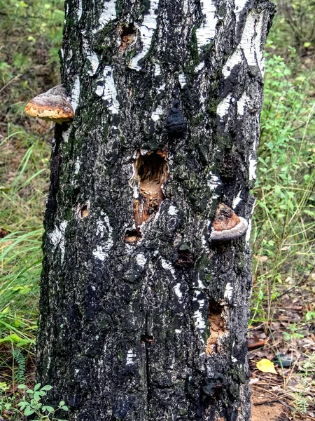 Creux Trous Dans Vieil Arbre Dans Forêt Traces Travail Pic — Photo