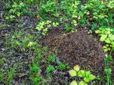 Ağaçlar arasında karışık bir ormanda küçük bir karınca yuvası, henüz bir yaşında değil, güney Urallar.